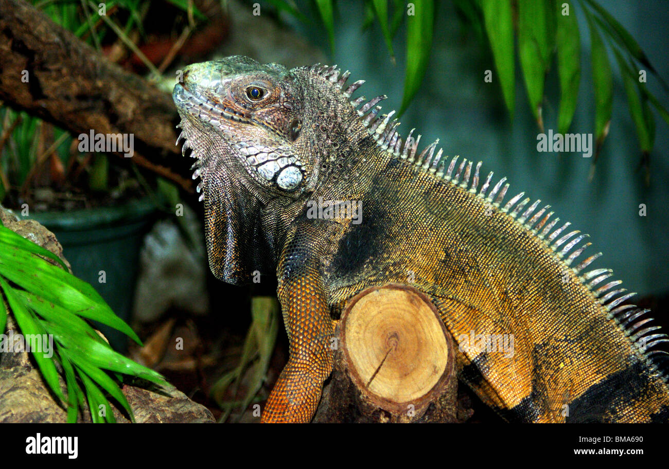 Iguana reptile order Squamata suborder of lizards and taken on a trunk between tropical green leaves Stock Photo