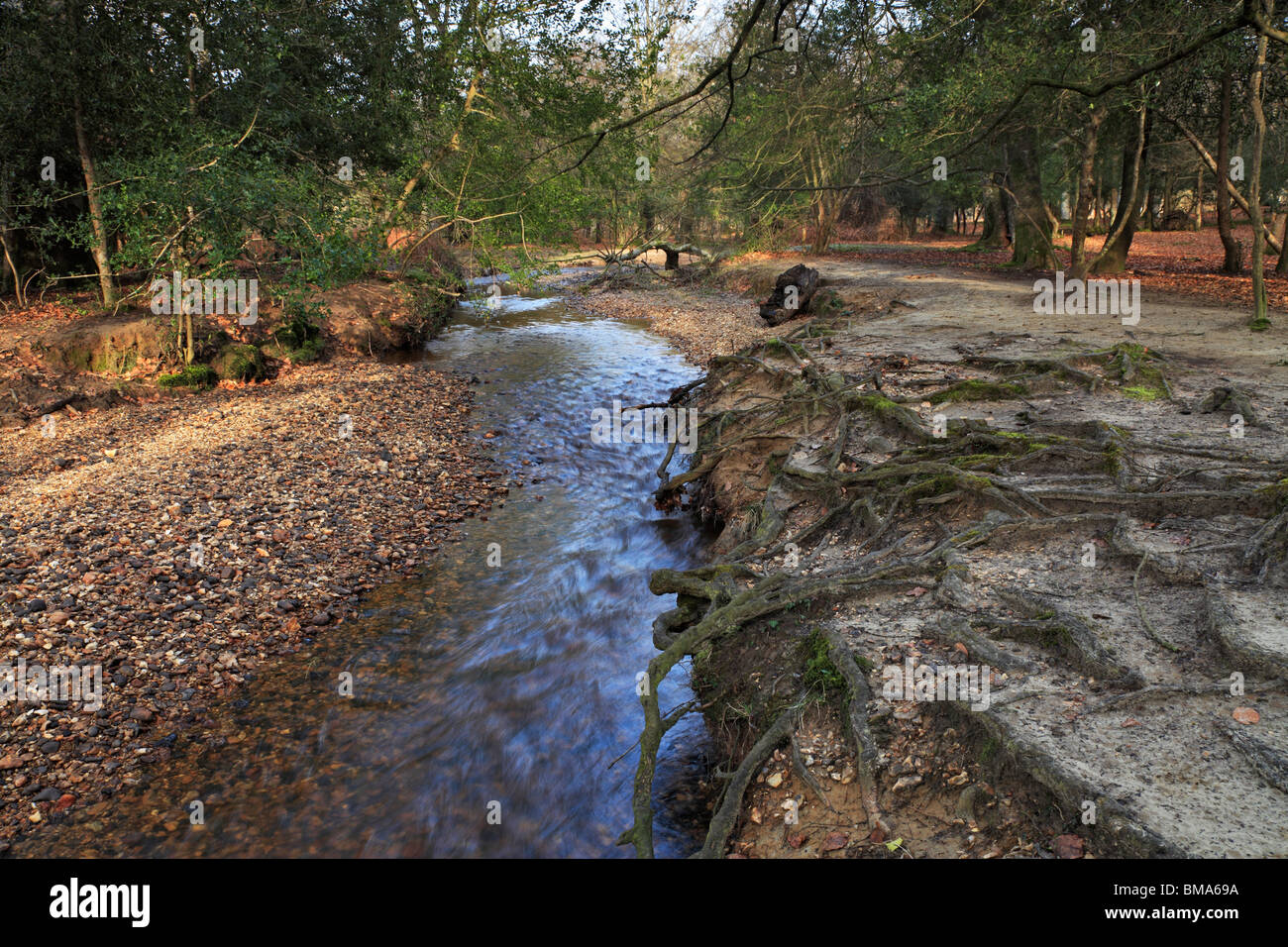 Highland Water, New forest, Hampshire, a small river that runs on the edge of Bolderwood. Stock Photo
