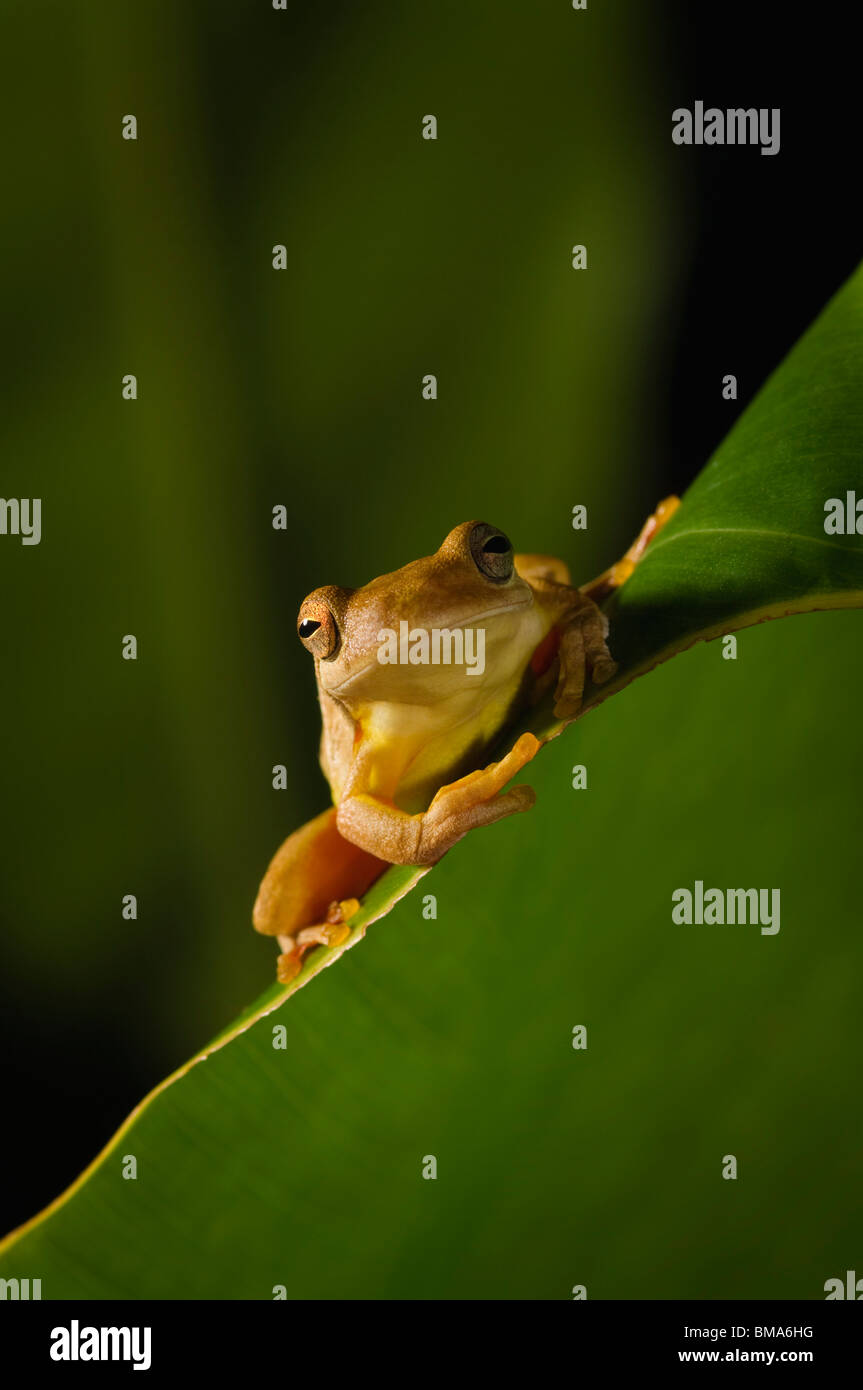 Swamp Frog (Limnonectes Leytensis Stock Photo Alamy