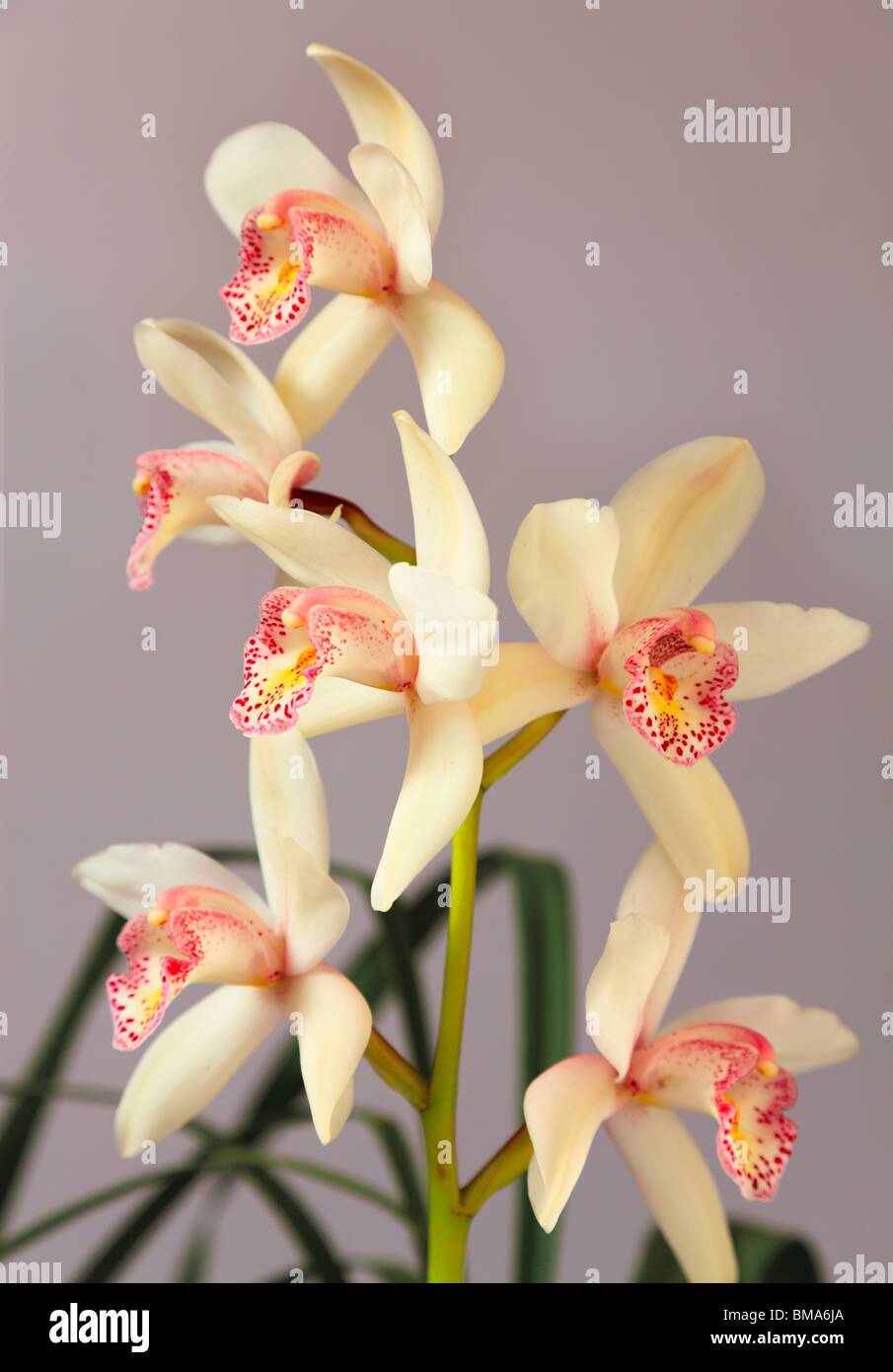 Cymbidium Orchid Min Cym Sue 'blush', from Ceylon to India and Japan, and also Malaysia to Australia. Stock Photo