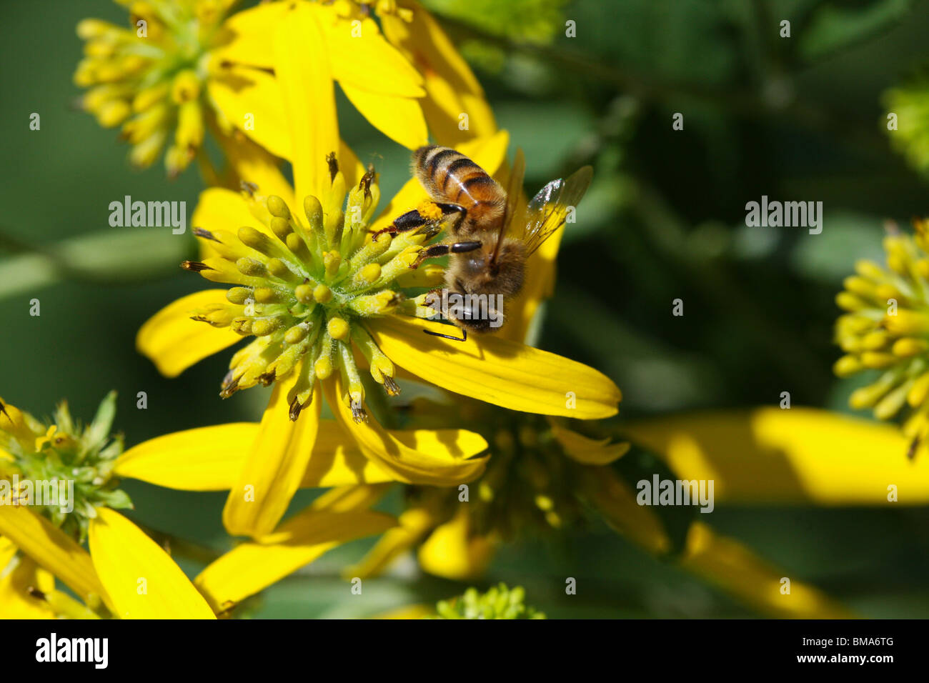 Honey Bee on Wingstem (Verbesina alternifolia) Stock Photo