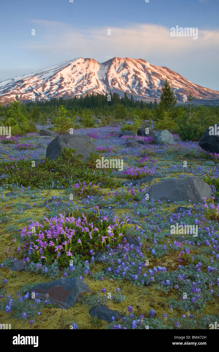 Mount St. Helens National Volcanic Monument, WA Dawn on Mount St. Helens from a meadow of lupine and penstemon at Lahar Stock Photo