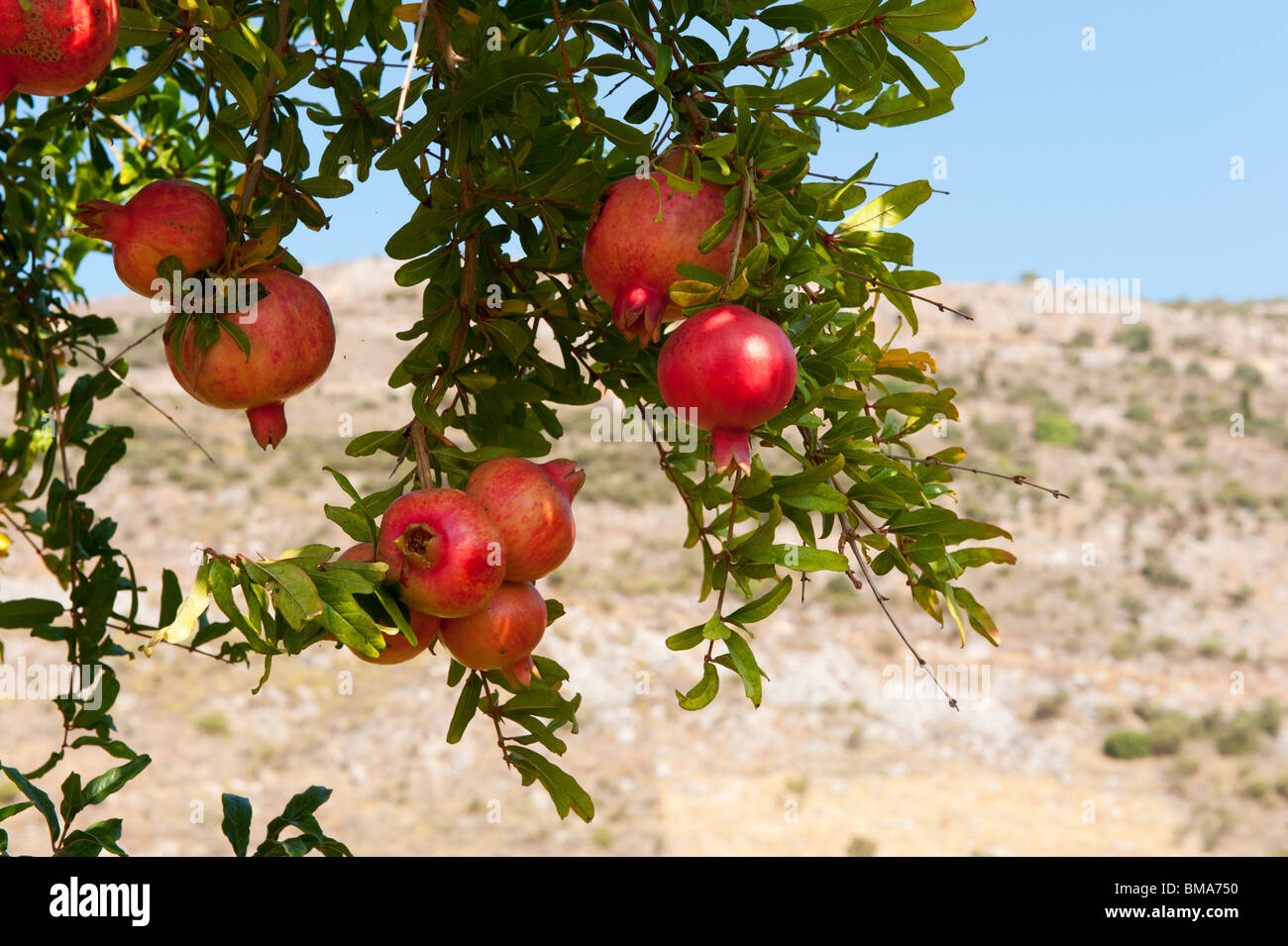 almost ripe pomegranate fruit hanging in the tree Stock Photo