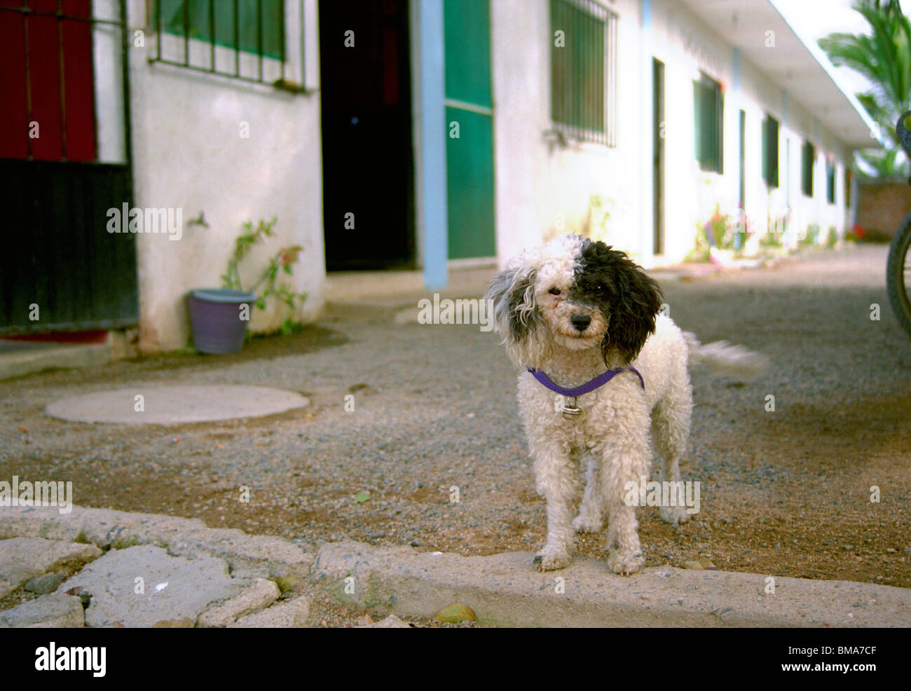 A playful toy poodle tail wagging looks at the photographer