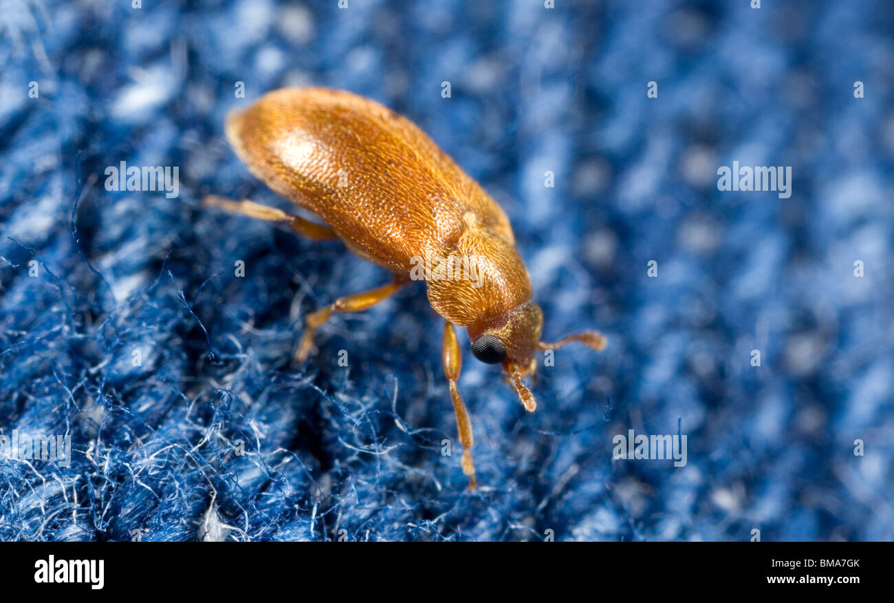 Raspberry fruitworm beetle (Byturus unicolor) on jeans Stock Photo