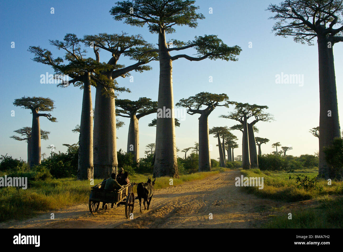 Zebu cart on Avenue des Baobabs, Morondava, Madagascar Stock Photo
