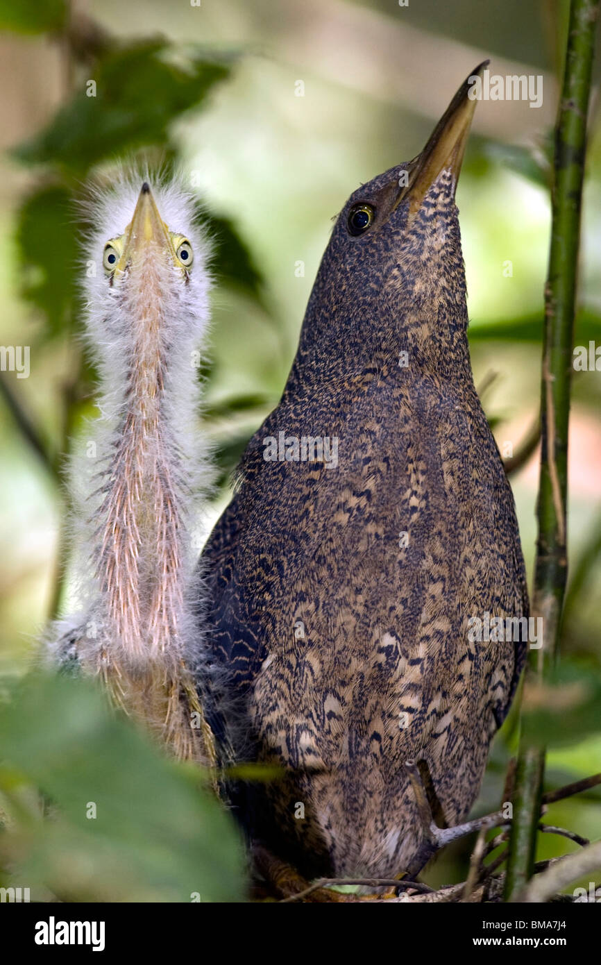 Zigzag Heron with young chick - Yasuni National Park - Napo Province, Ecuador Stock Photo