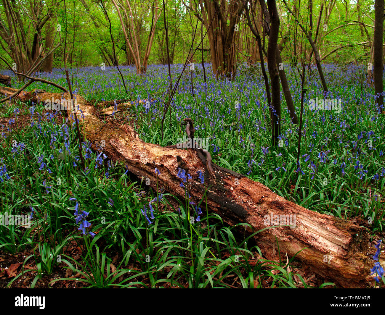 Bluebell Wood  in Luton, Bedfordshire Stock Photo