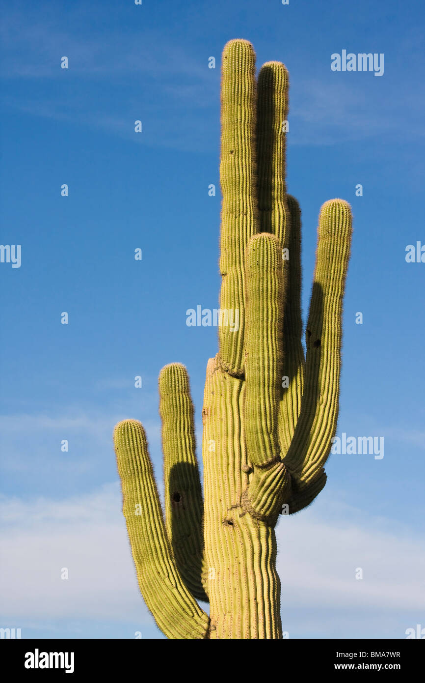 Saguaro, Carnegiea gigantea, cactus Stock Photo Alamy