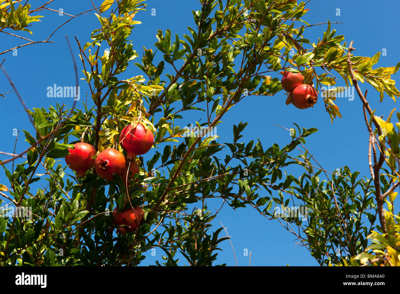 almost ripe pomegranate fruit hanging in the tree Stock Photo
