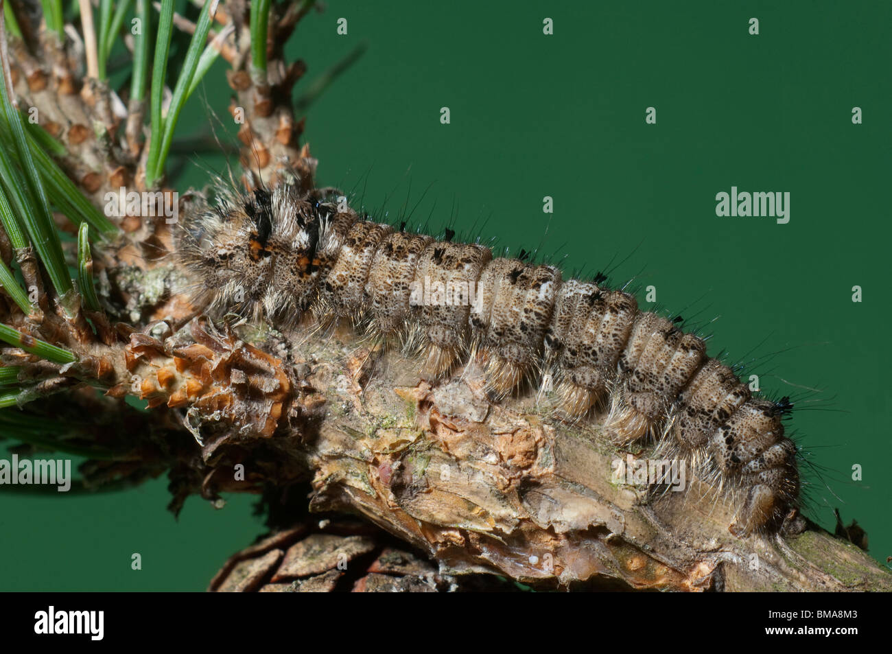 Pine-tree Lappet, Pine Moth (Dendrolimus pini). Caterpillar well camouflaged on a pine twig. Stock Photo