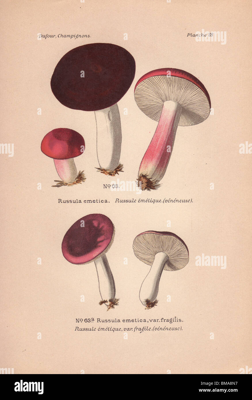 Poisonous 'sickener' mushrooms: Russula emetica and R. emetica var. fragilis. Stock Photo