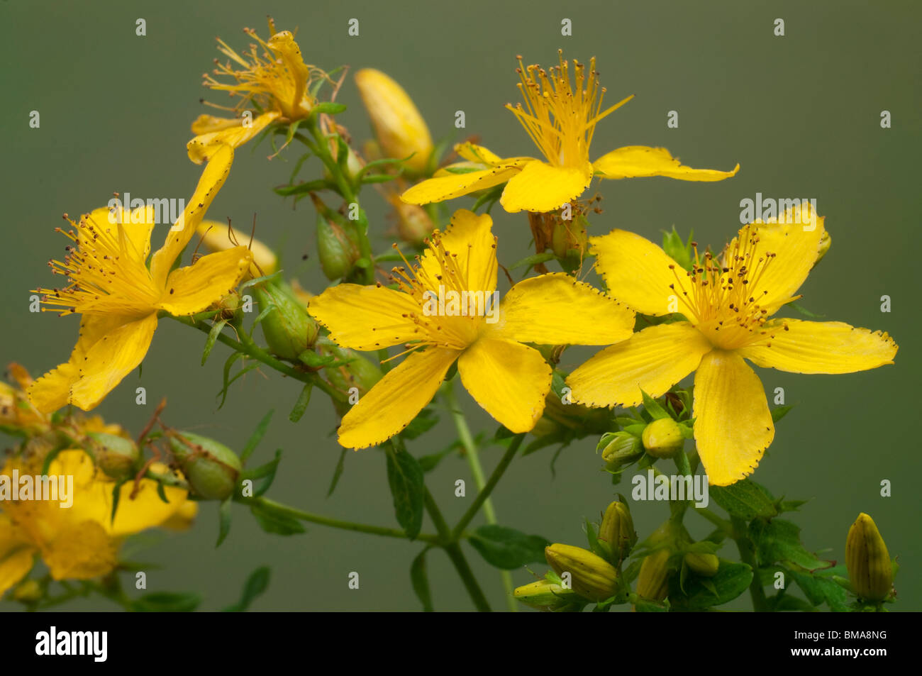St.Johns Wort (Hypericum perforatum), flowering. Stock Photo