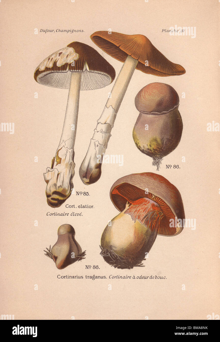 Cortinar or webcap mushrooms Cortinarius elatior and C. traganus. Stock Photo