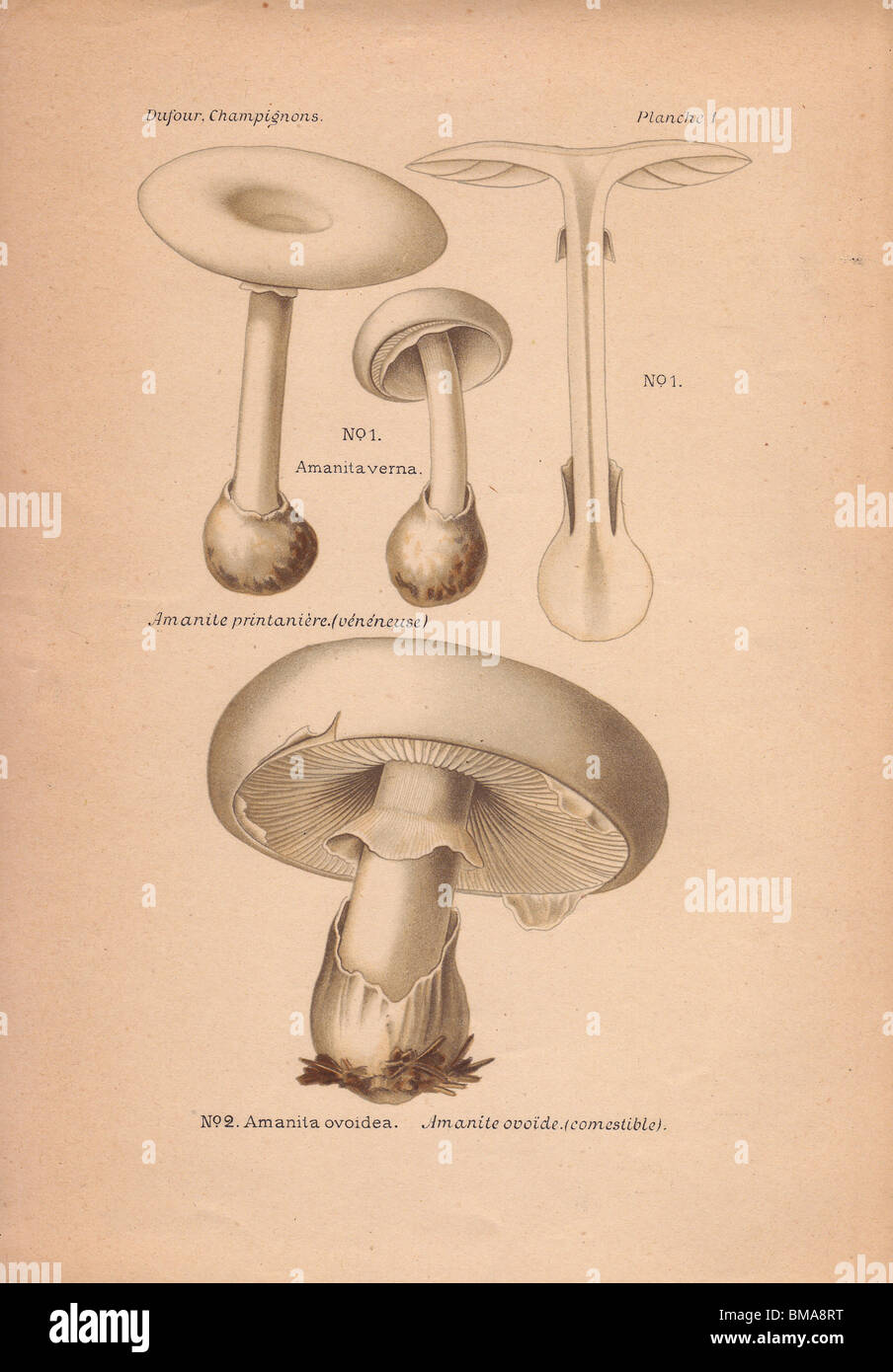 Poisonous fool's mushroom Amanita verna and edible European white egg mushroom Amanita ovoidea. Stock Photo