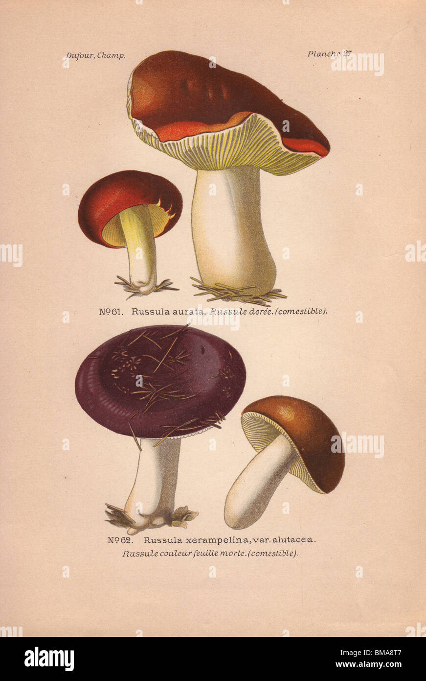 Edible mushrooms: gilded brittlegill mushoom (Russula aurata) and shrimp mushroom (Russula xerampelina). Stock Photo