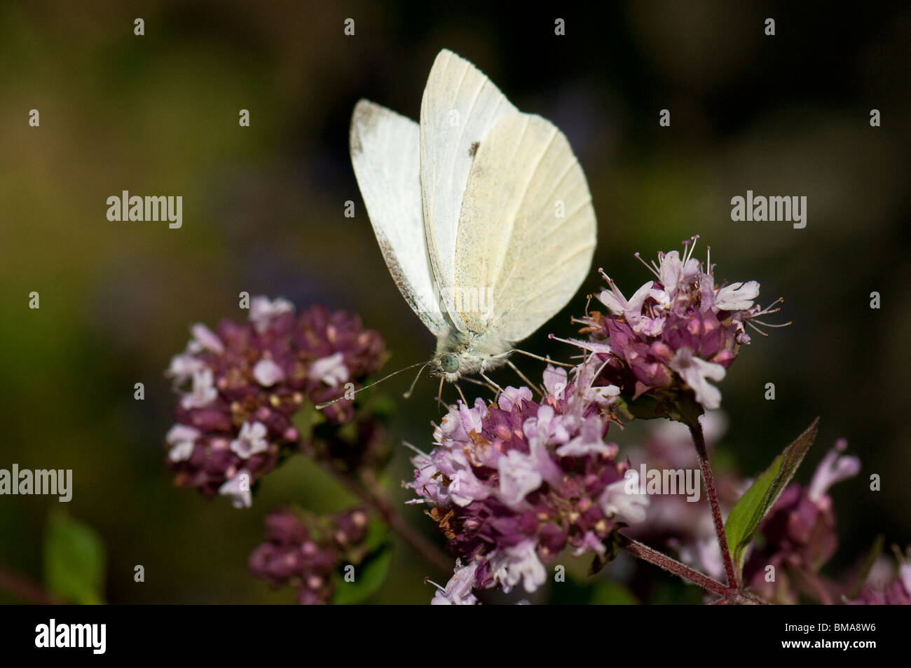 Small Cabbage White (Pieris rapae), butterfly on Wild Majoram flowers. Stock Photo