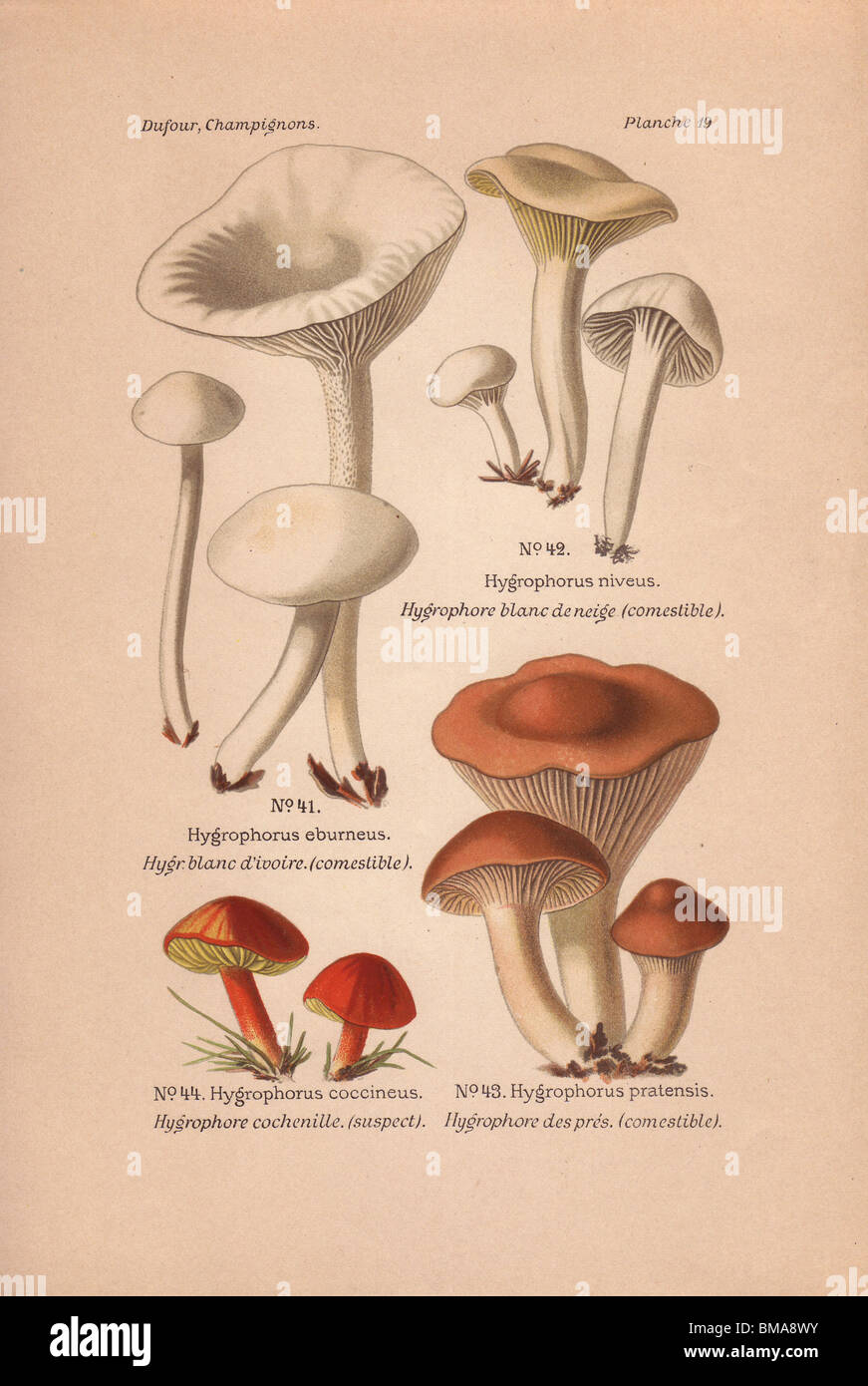 Edible mushrooms: Hygrophorus eburneus, H. niveus and H. pratensis. and suspect H. coccineus. Stock Photo
