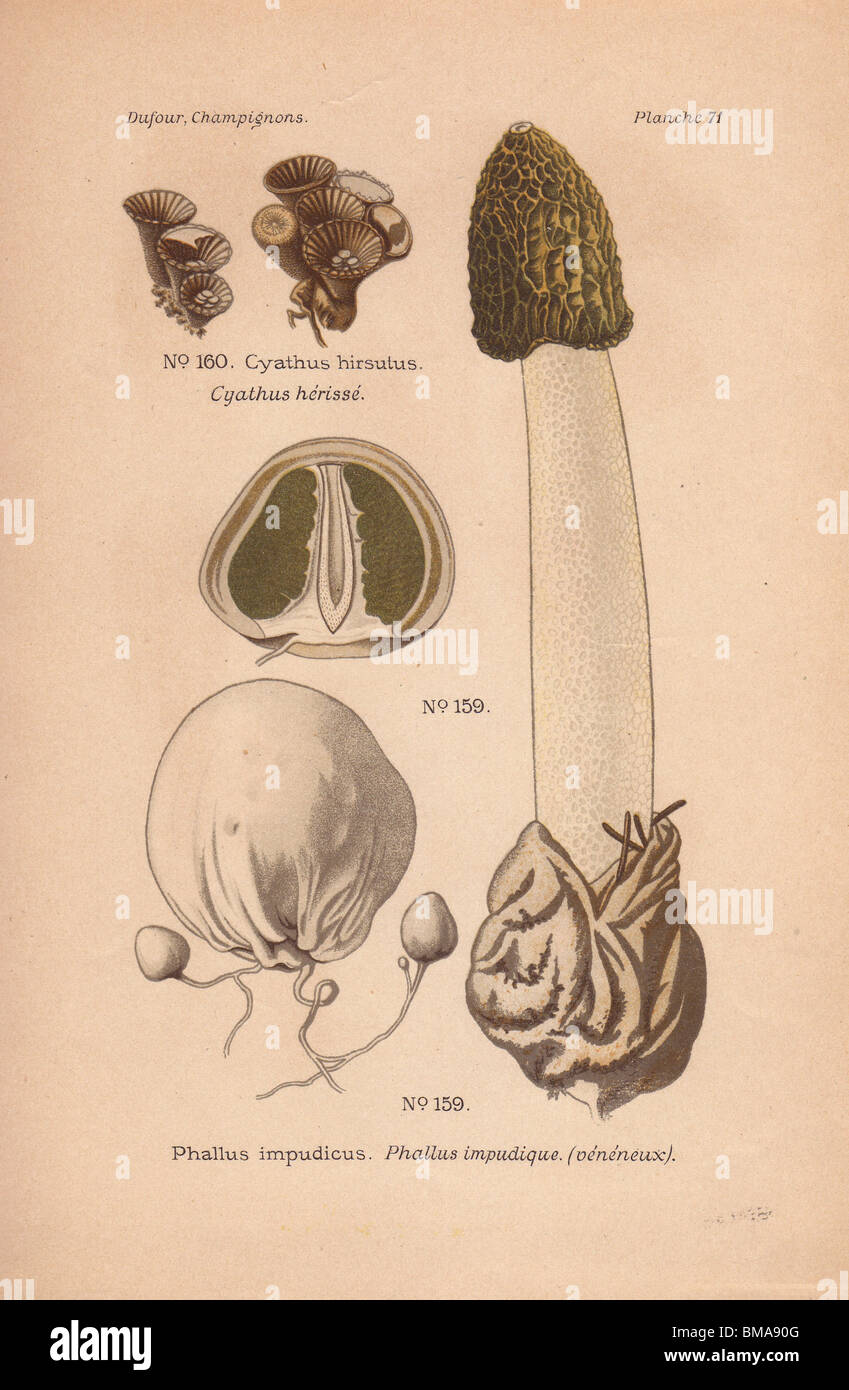 Poisonous common stinkhorn mushroom Phallus impudicus. Stock Photo