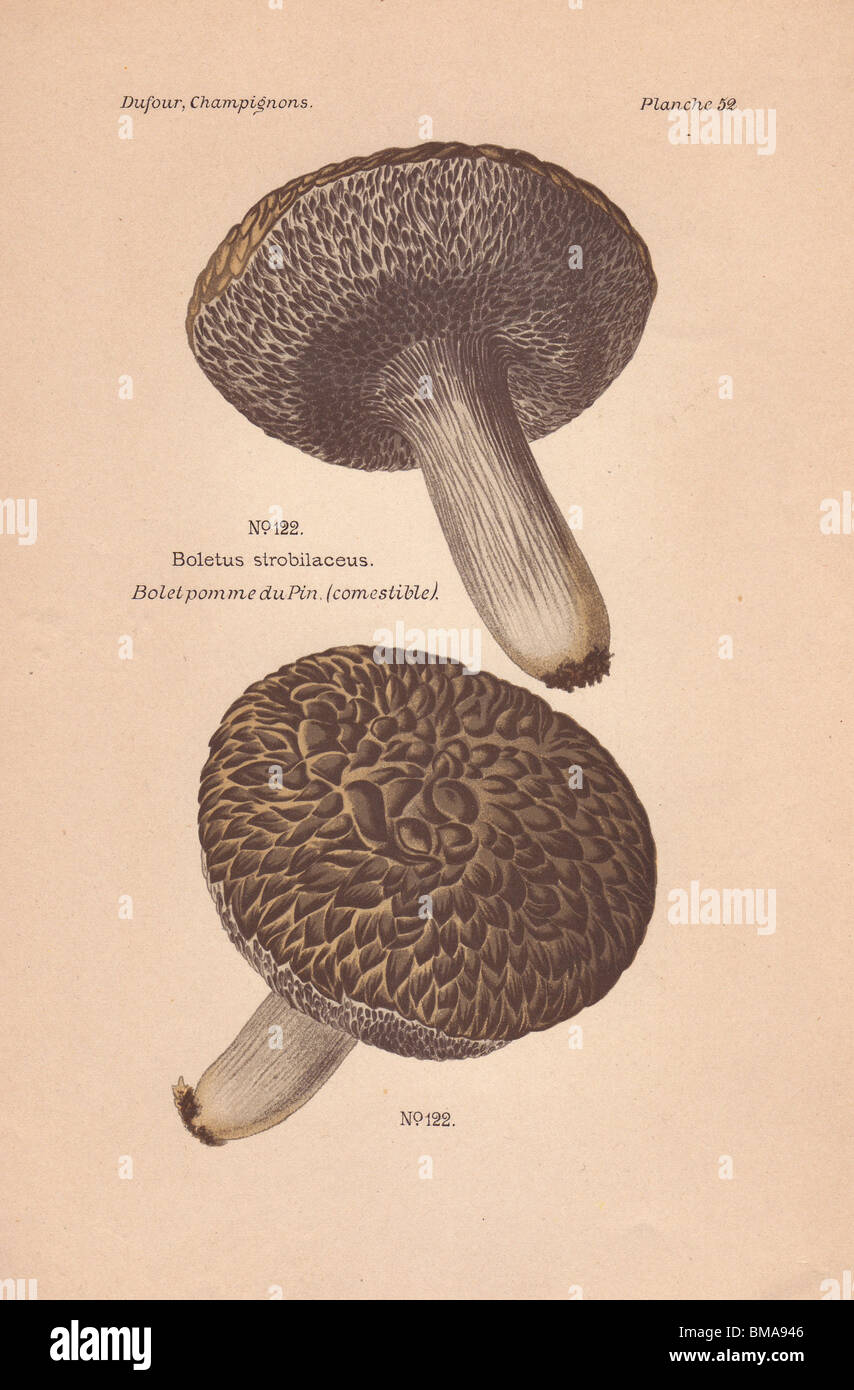 Edible cone-like boletus mushroom (Strobilomyces strobilaceus). Stock Photo
