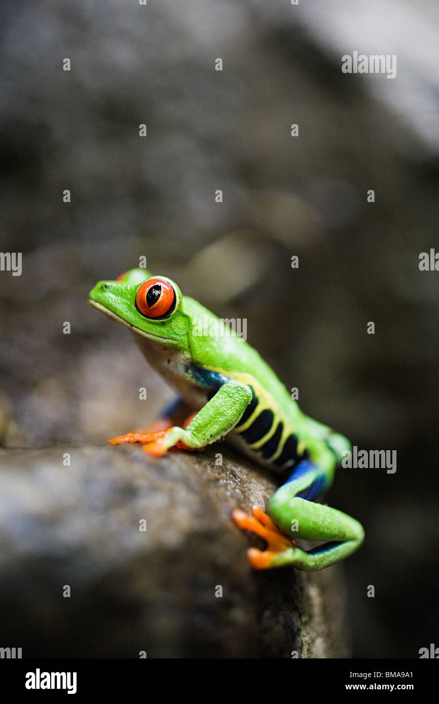 Red-eyed tree frog in costa rica Stock Photo