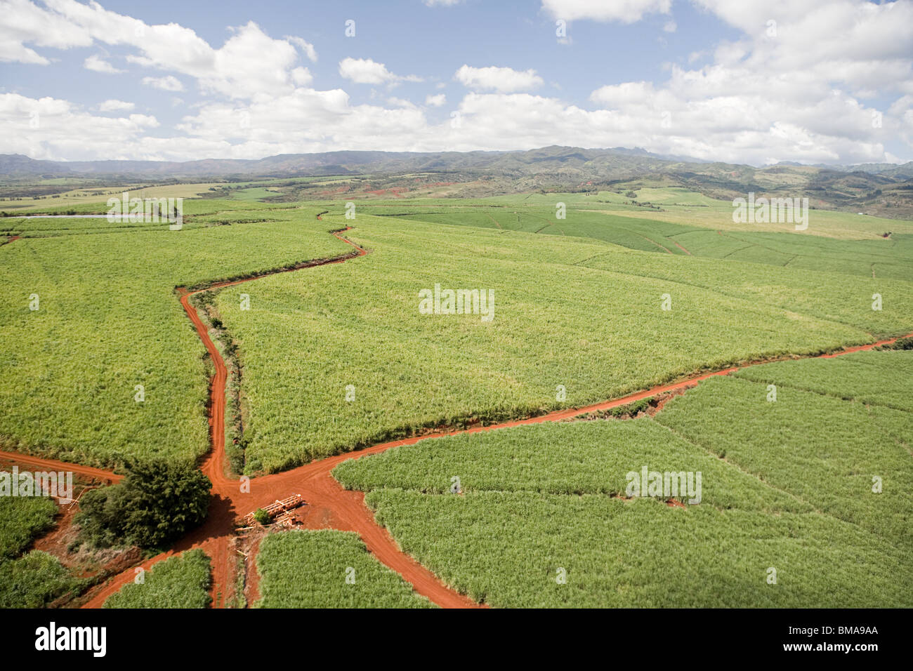 Coffee farm in kauai, hawaii Stock Photo Alamy
