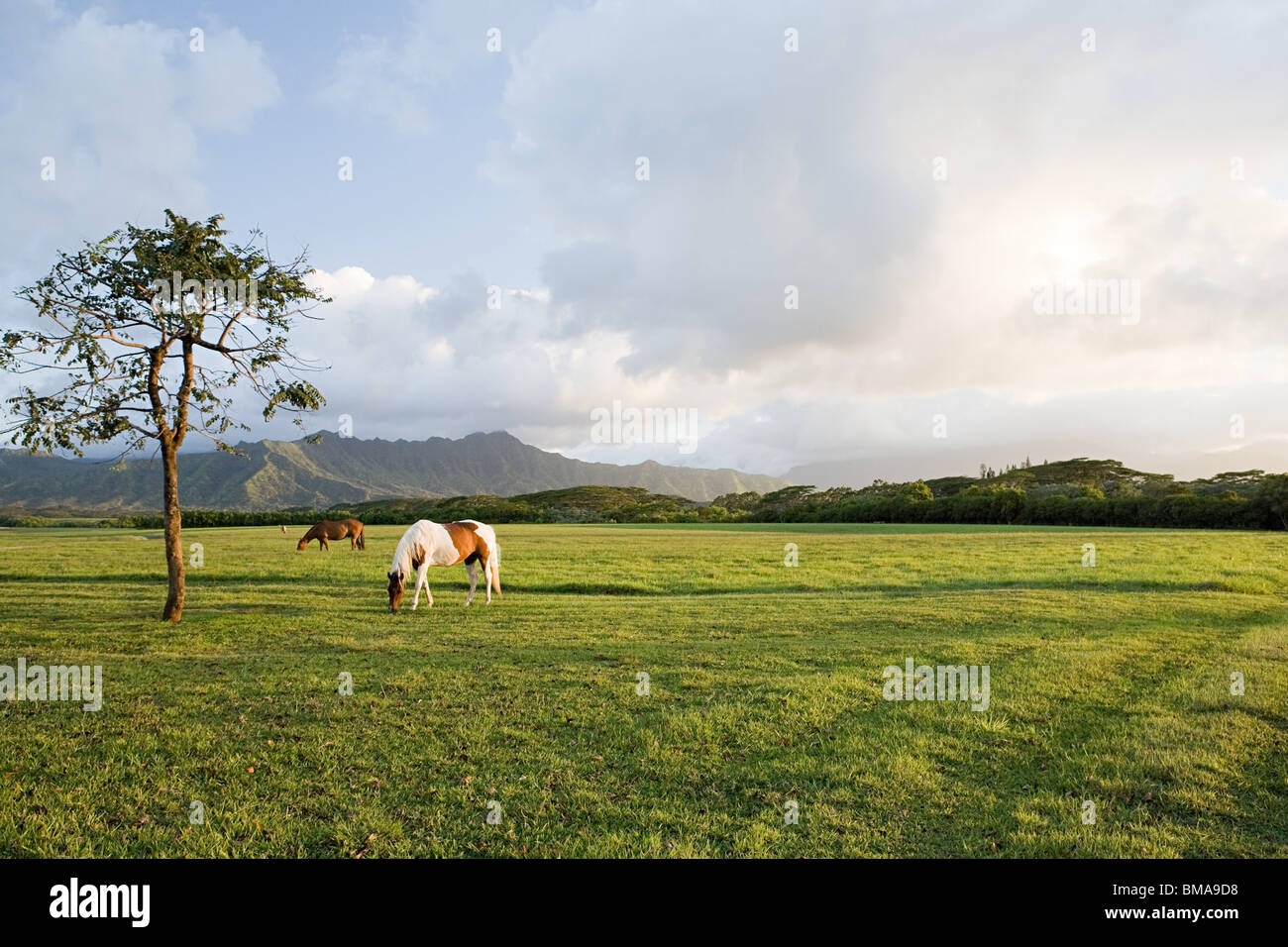 Horse in field near princeville, kauai Stock Photo Alamy