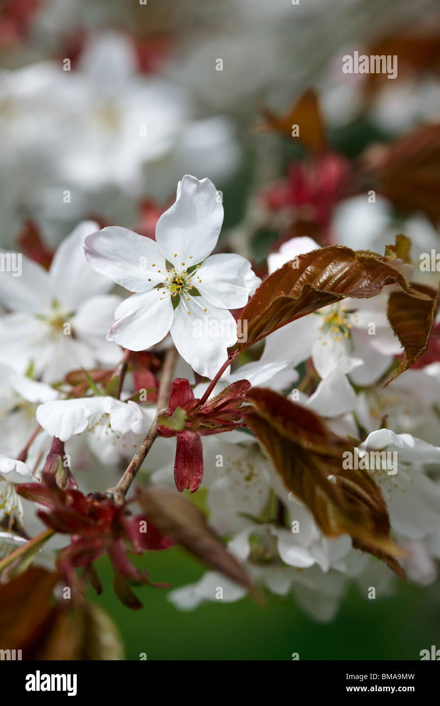 Prunus jamasakura - Hill Cherry, blossom in spring, UK Stock Photo