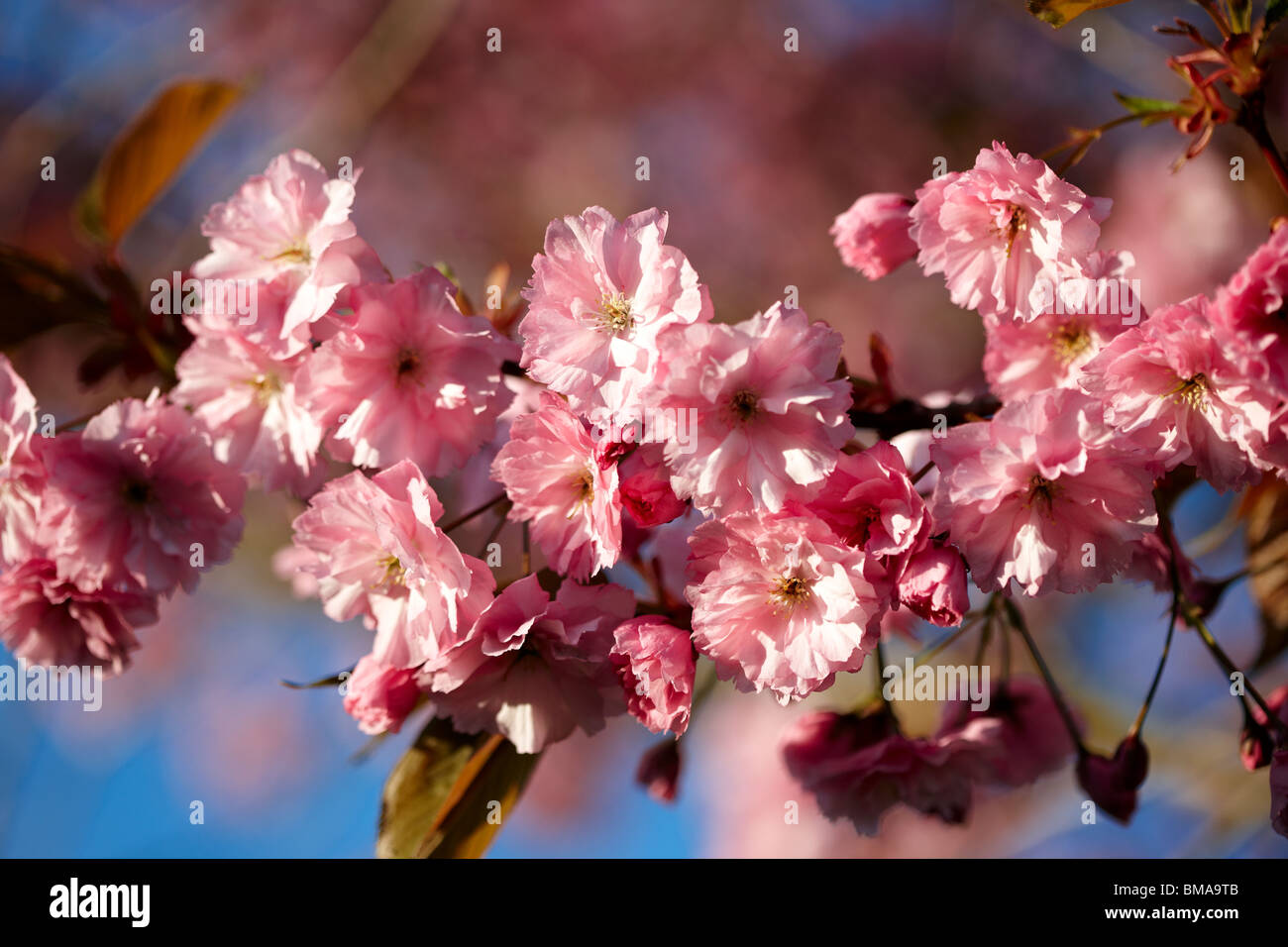 Cherry Blossom in spring, UK - Prunus 'Kanzan' Stock Photo