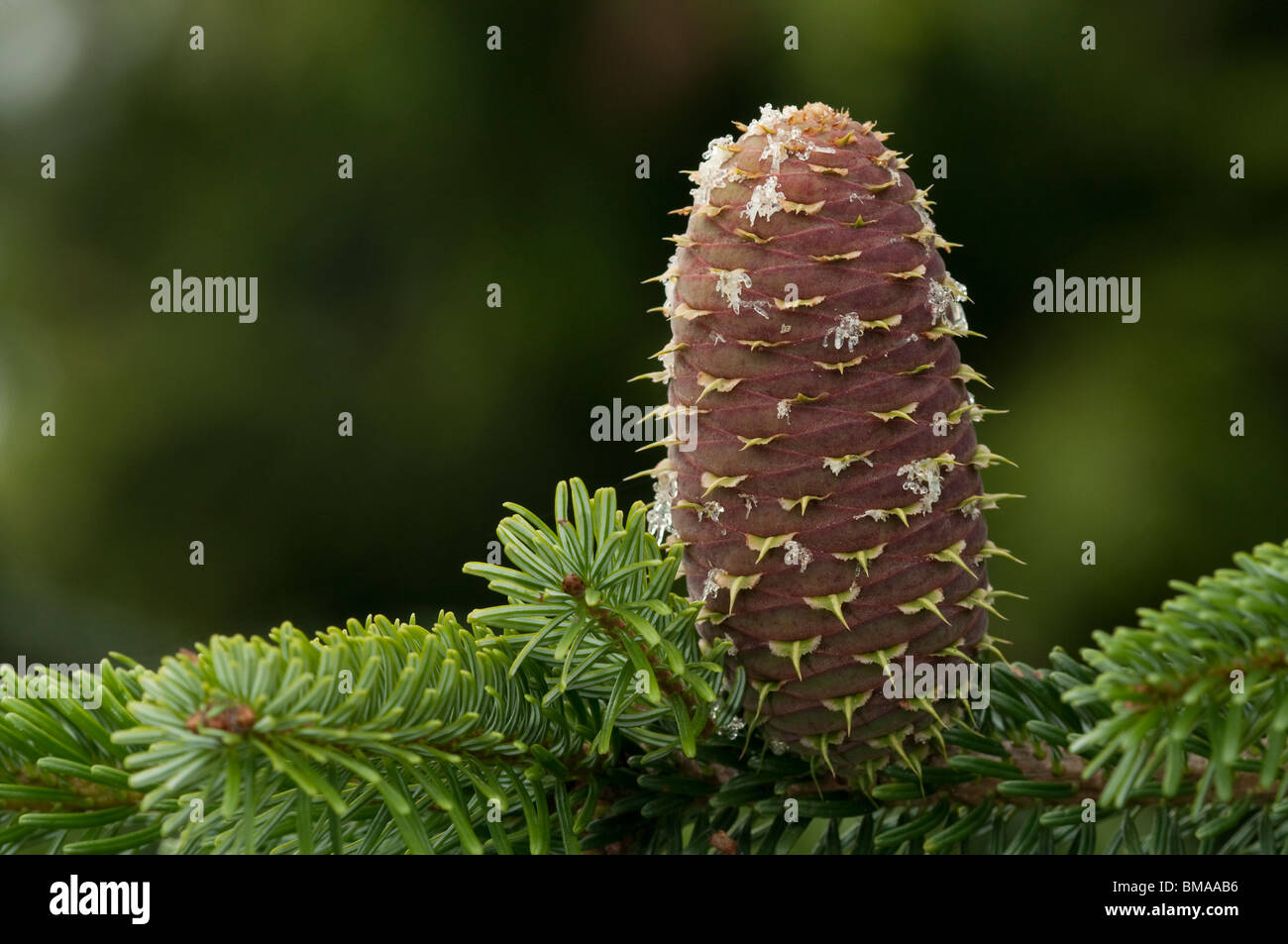 Nordmann Fir (Abies nordmanniana), twig with cone. Stock Photo