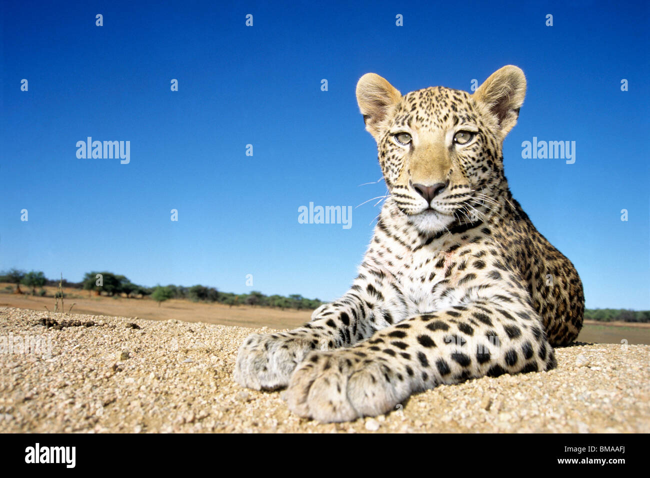 African Leopard (Panthera pardus), young resting. Stock Photo