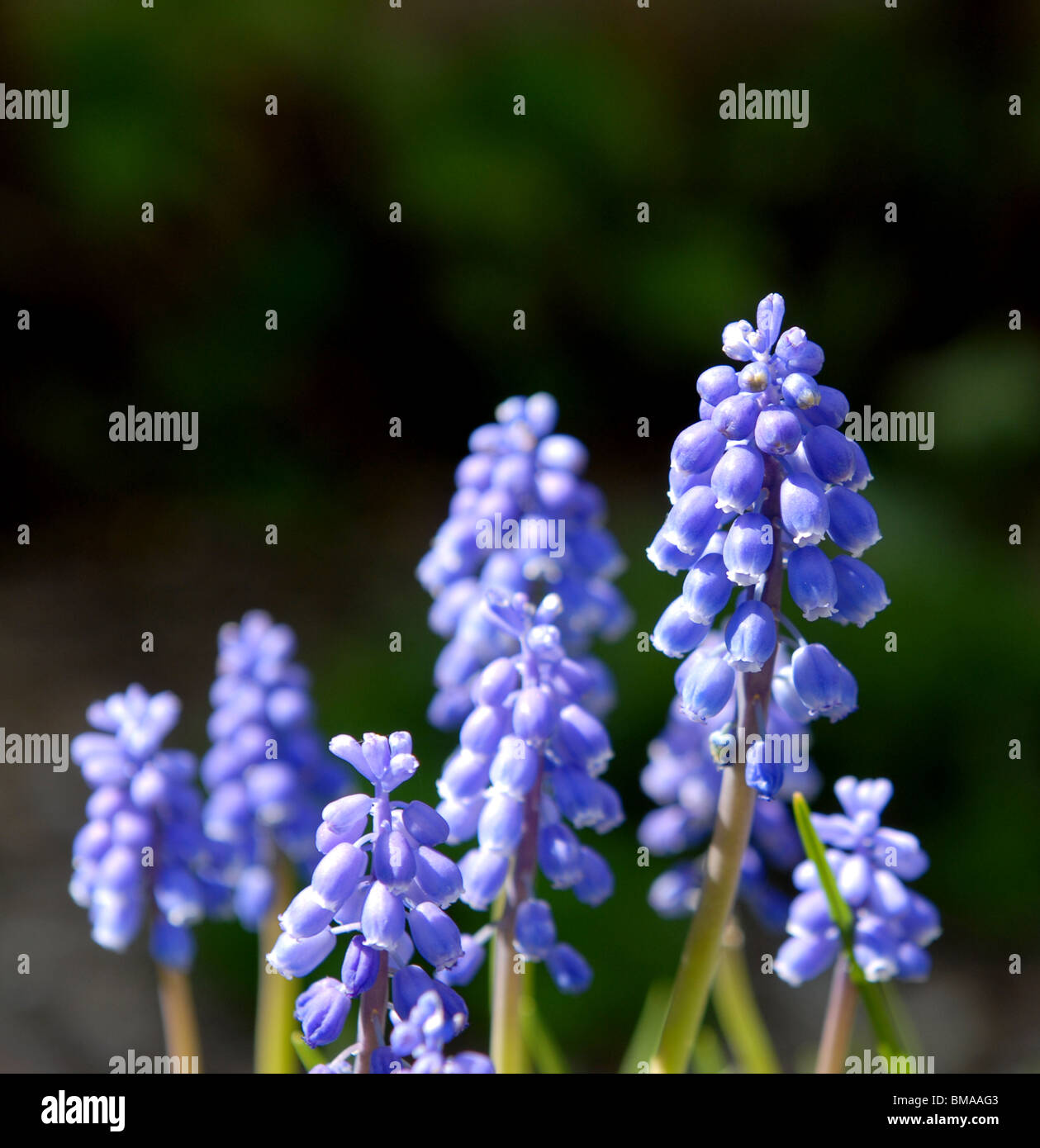 Close up detail of a Grape Hyacinth, of the genus Muscari, flower head Stock Photo