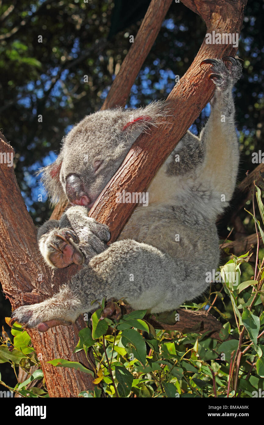 KOALA BEAR SITTING IN A GUM TREE AUSTRALIA Stock Photo - Alamy
