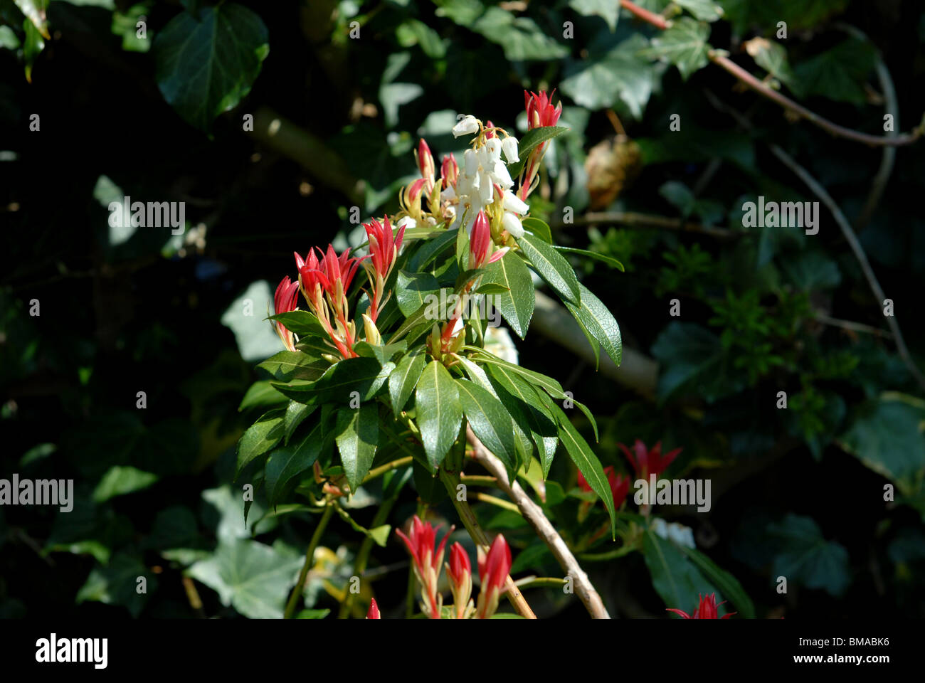 Detail of the flower head on a Pieris Japonica or Forest Flame in a cottage garden Stock Photo
