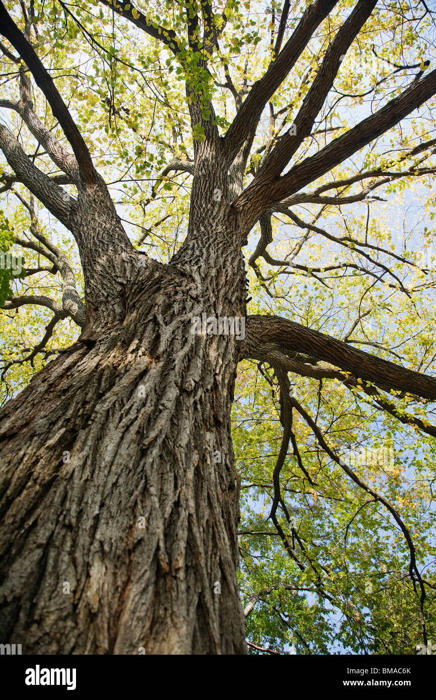 Looking Up at Tree Stock Photo Alamy