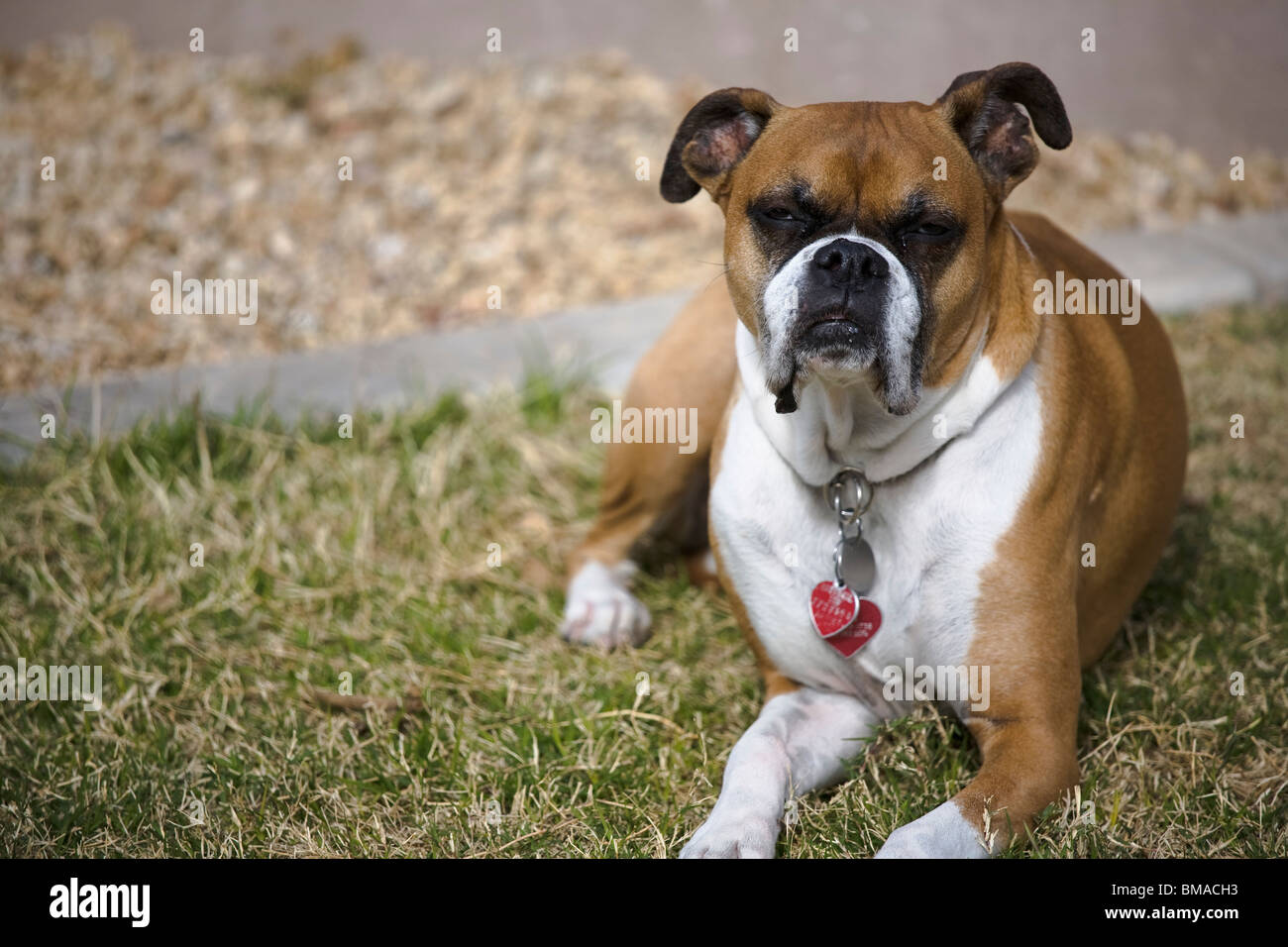 Female boxer dog hires stock photography and images Alamy