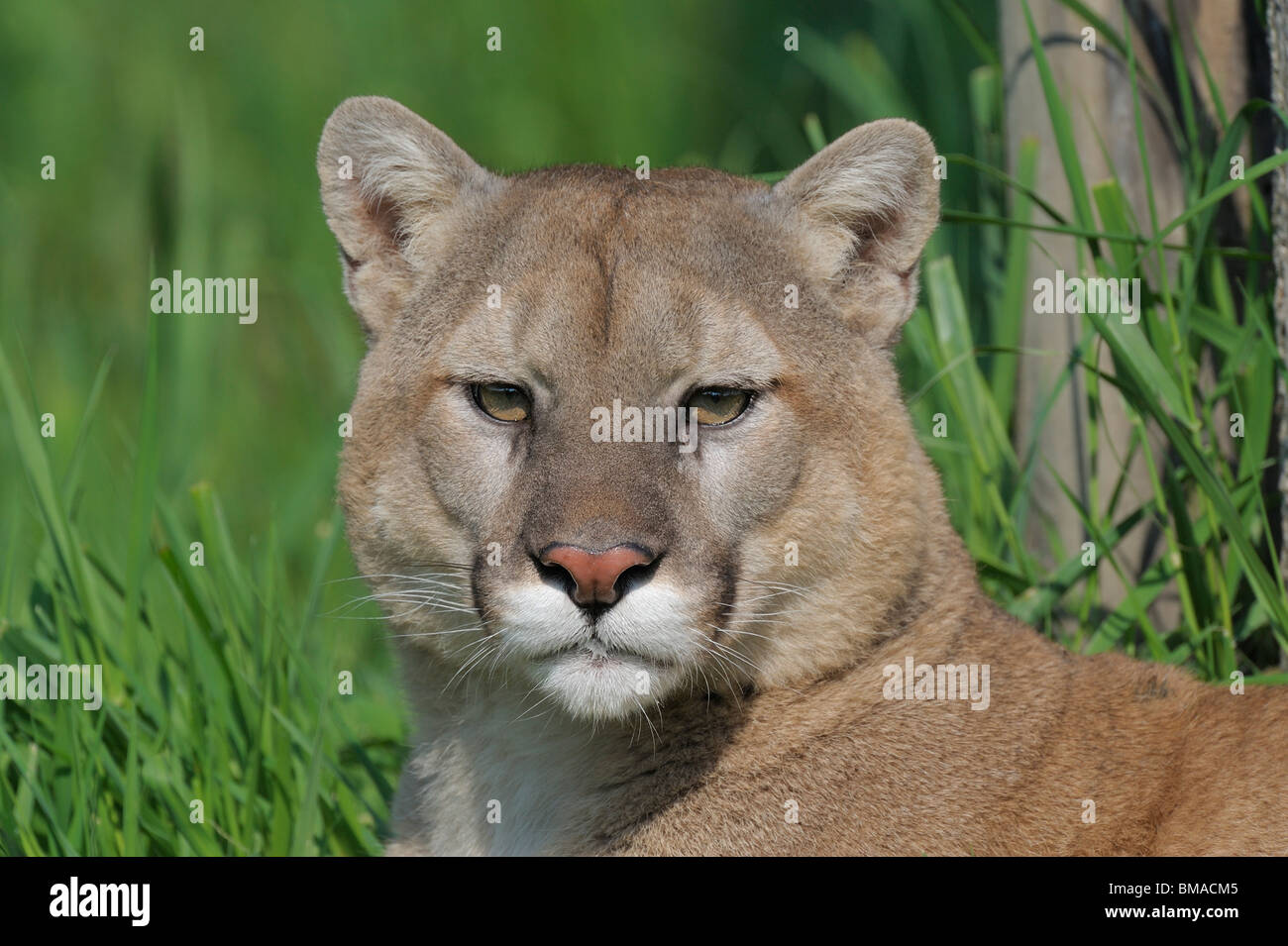 Portrait of Mountain Lion, Minnesota, USA Stock Photo Alamy