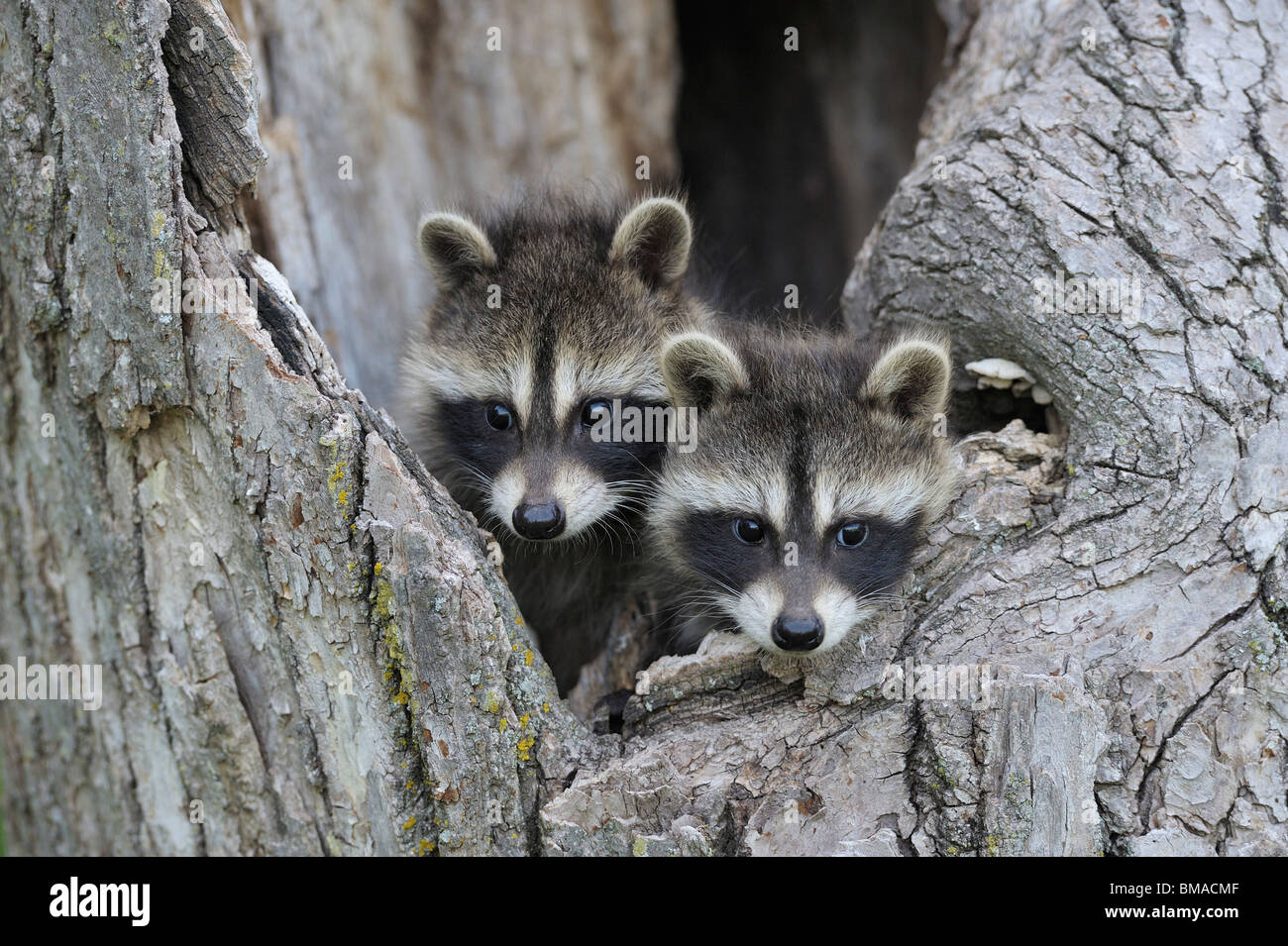 Baby Raccoons, Minnesota, USA Stock Photo - Alamy