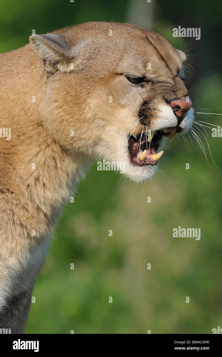 Portrait of Mountain Lion, Minnesota, USA Stock Photo Alamy