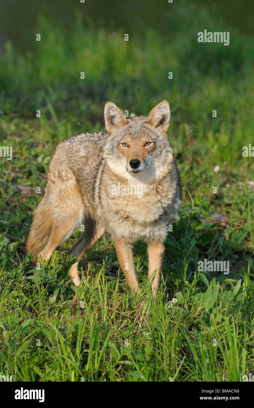 Minnesota coyote hires stock photography and images Alamy