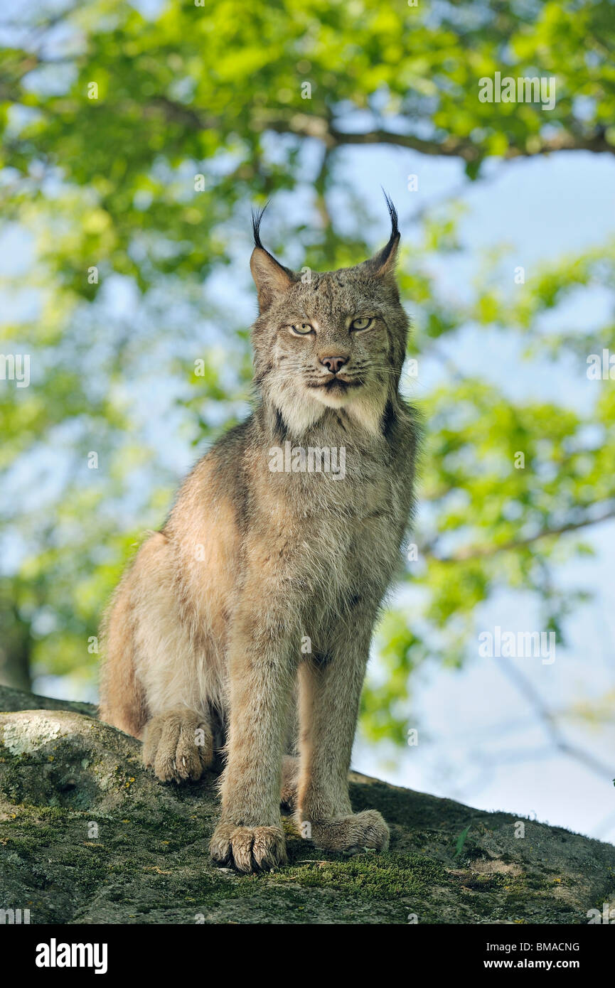 Canadian Lynx, Minnesota, USA Stock Photo Alamy