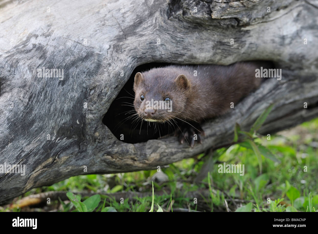 American Mink, Minnesota, USA Stock Photo Alamy