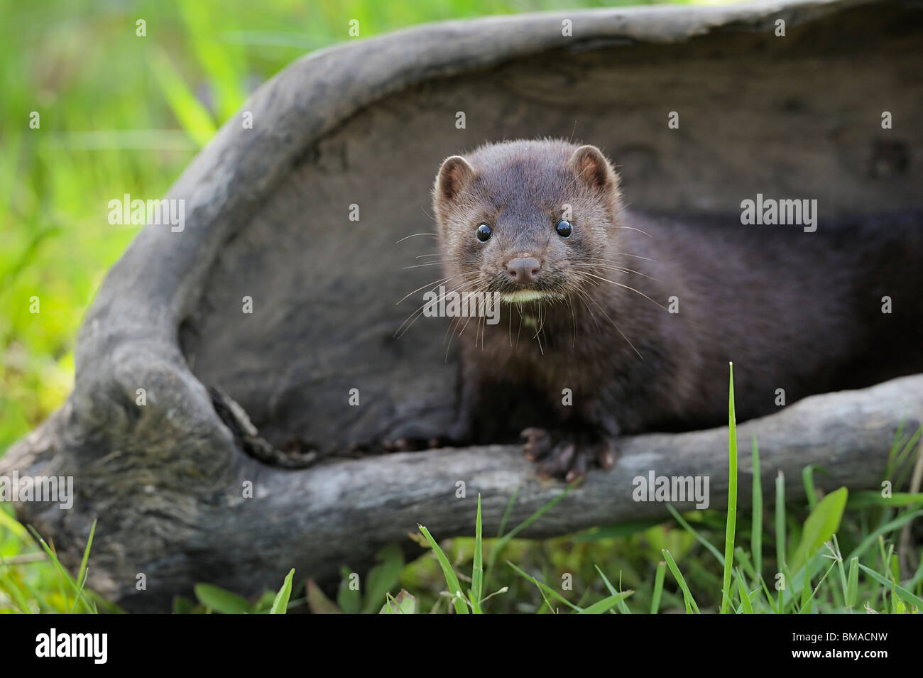 American Mink, Minnesota, USA Stock Photo Alamy
