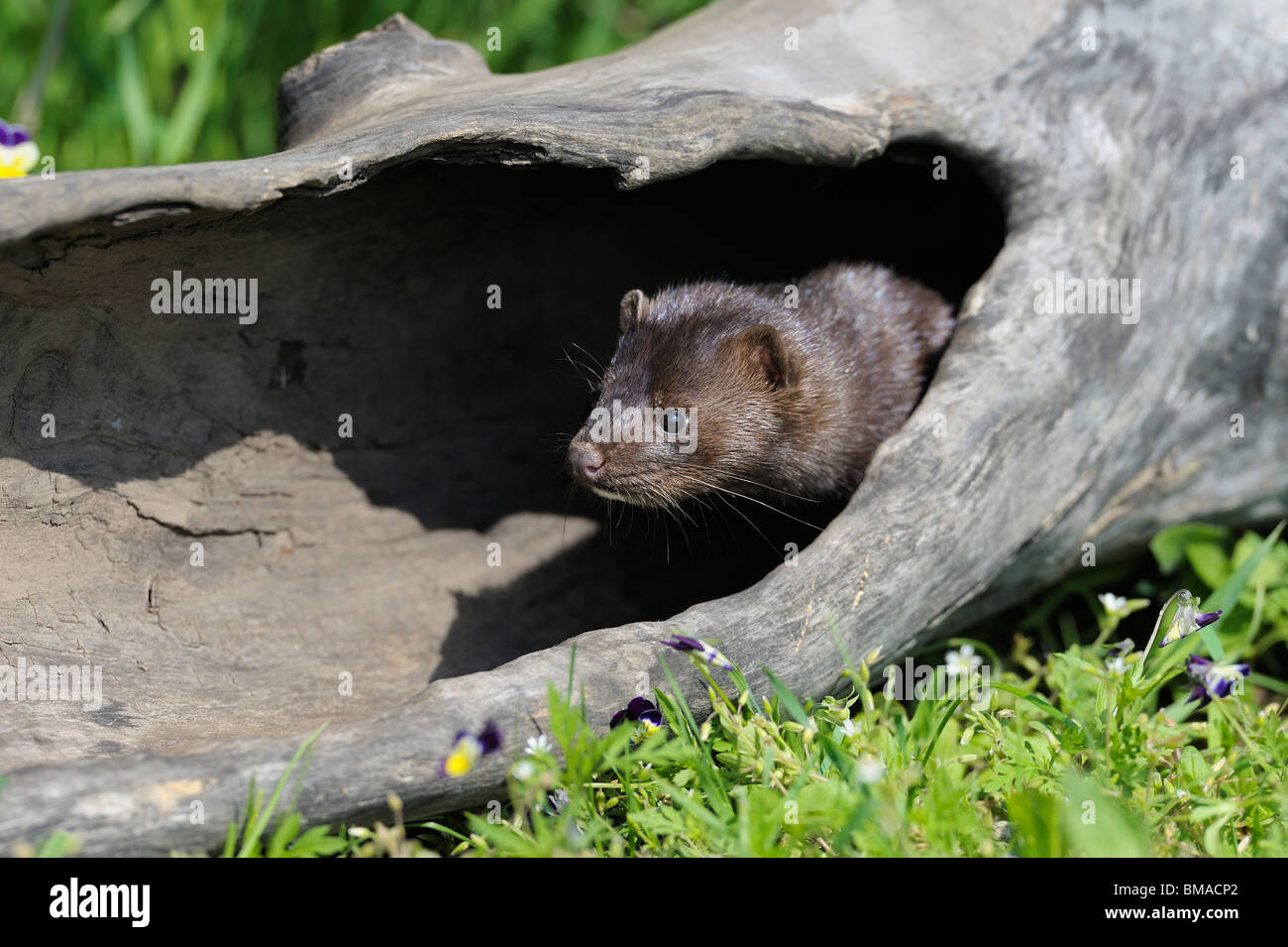 American Mink, Minnesota, USA Stock Photo Alamy