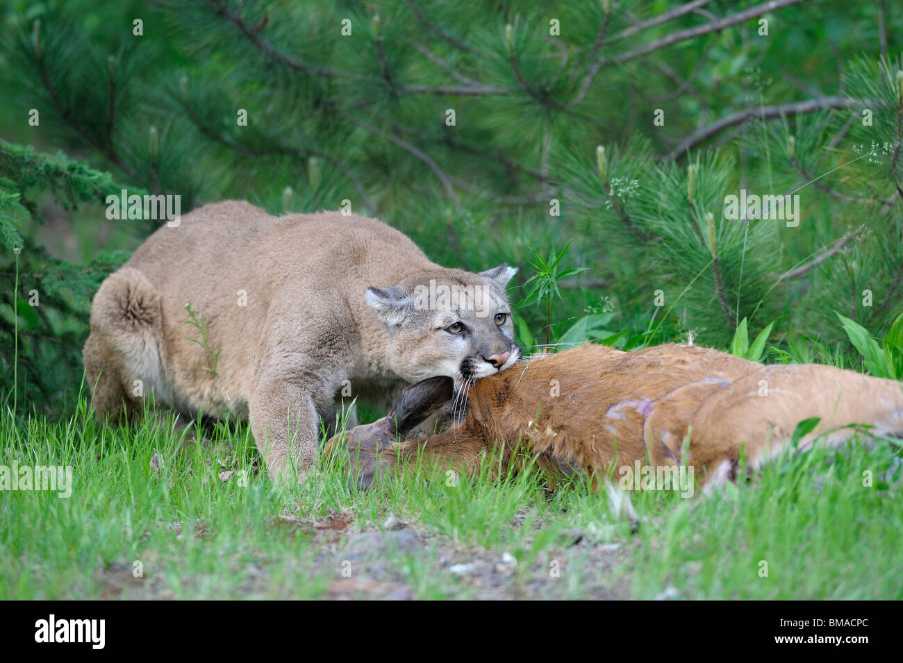 Deer mountain lion hi-res stock photography and images - Alamy