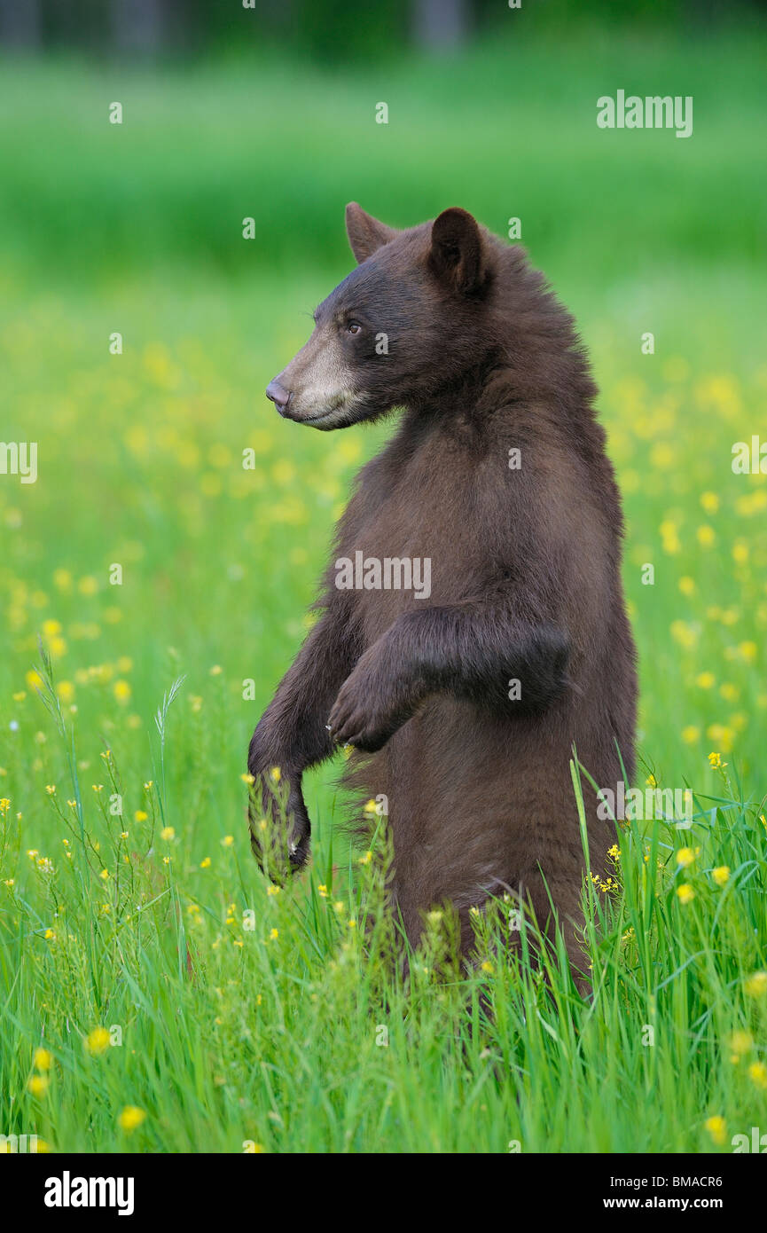 Black bear standing upright on hi-res stock photography and images - Alamy