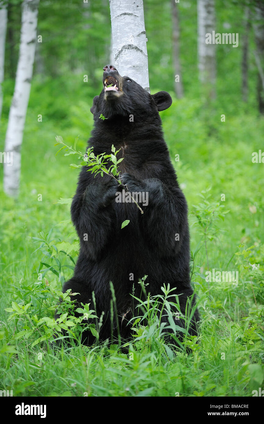 Black Bear in Forest, Minnesota, USA Stock Photo Alamy