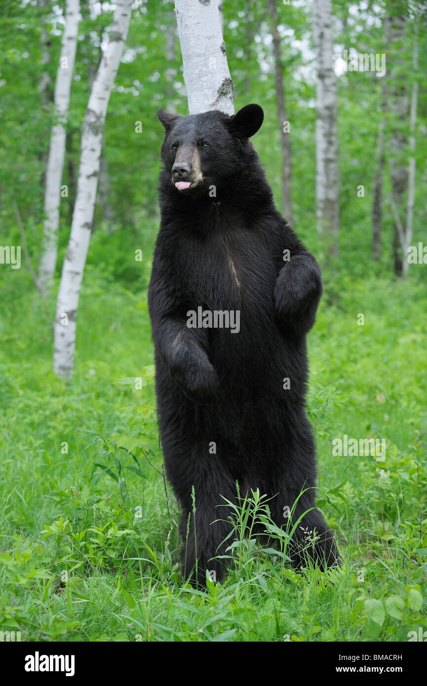 Black bear standing upright on hi-res stock photography and images - Alamy
