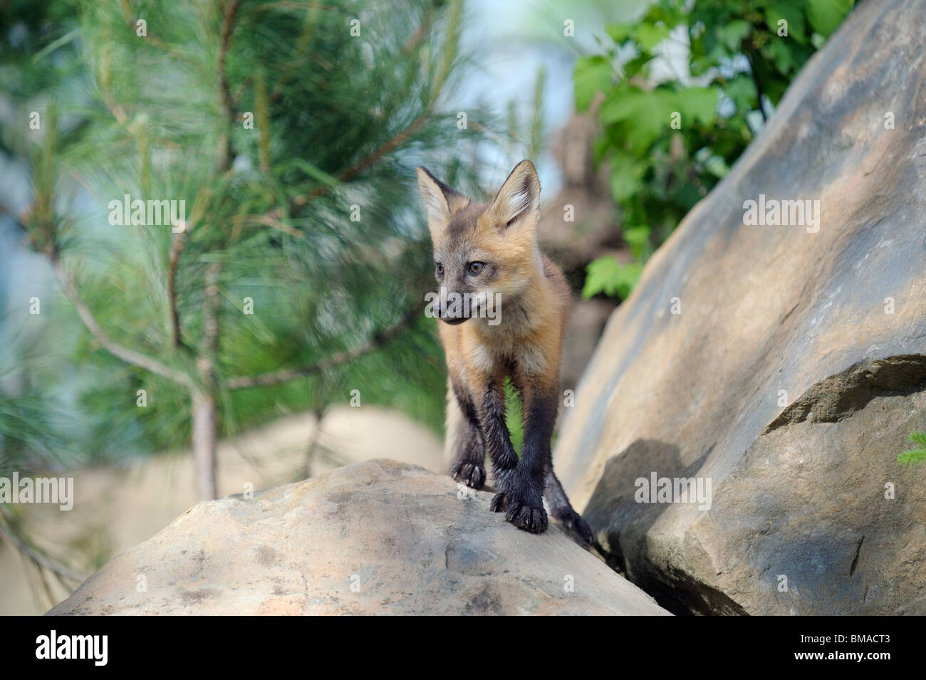 American red fox hires stock photography and images Alamy
