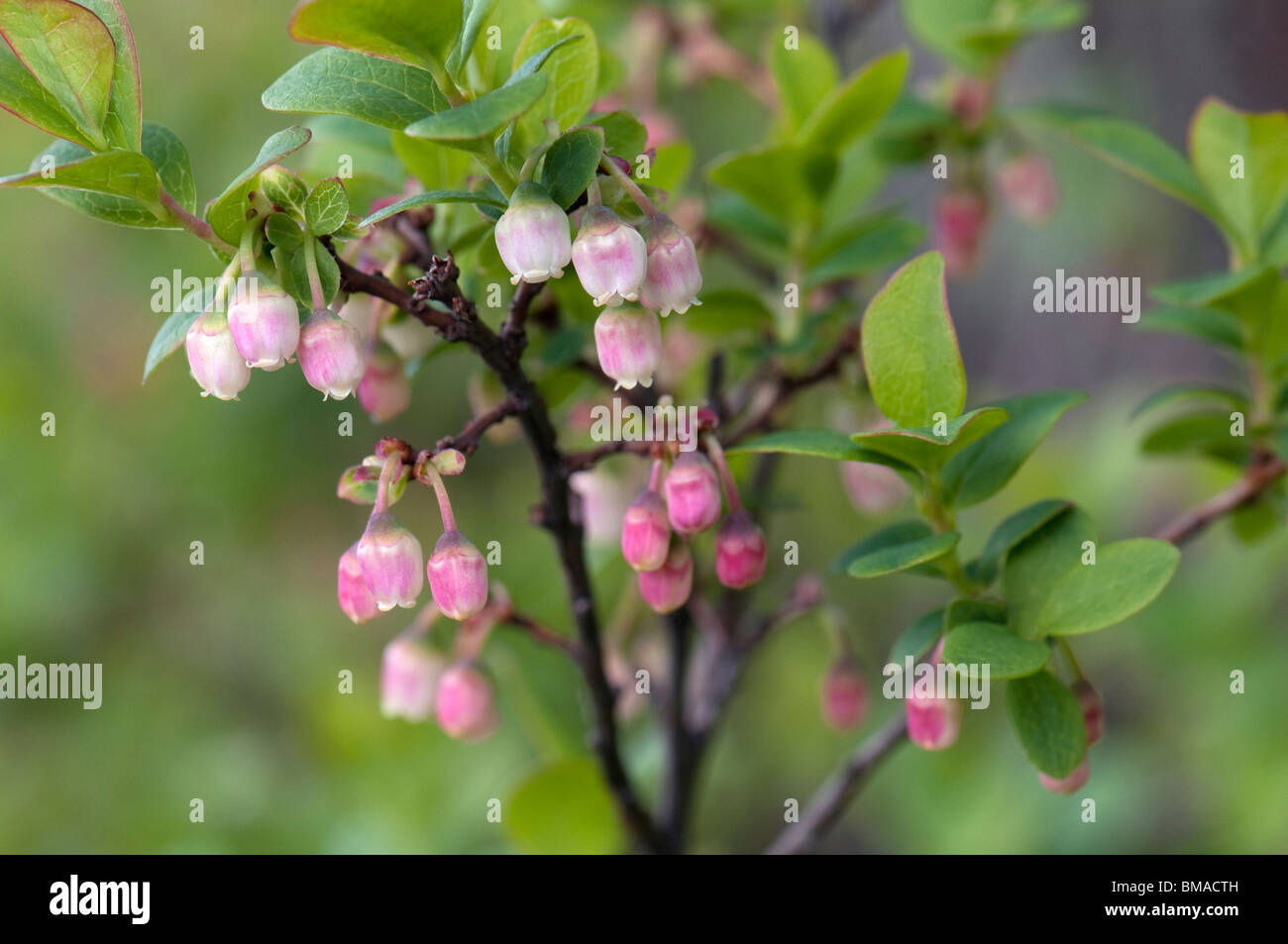 Bog Bilberry, Northern Bilberry (Vaccinium uliginosum), twig with Stock